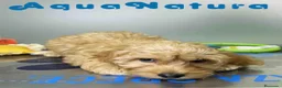 Havapoo perros en venta: Havapoo Macho de Haya y Can 8301 AQUANATURA - Anuncio 11