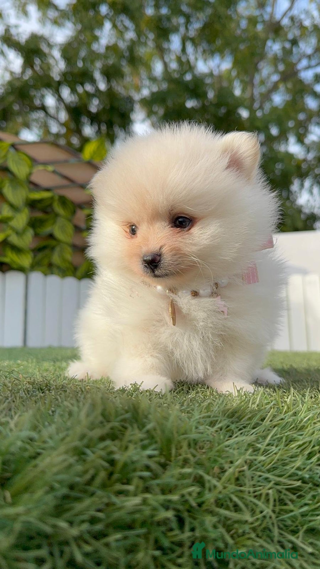 Pomerania perros en venta: POMERANIA HEMBRA - Imagen 16