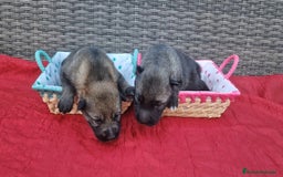 Perro Lobo Checoslovaco perros en venta: Perro lobo/wolfdog  - Imagen 1