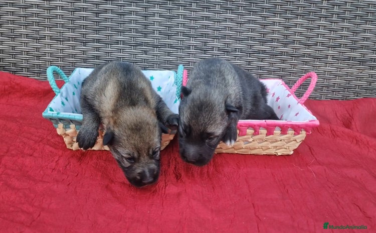 Perro Lobo Checoslovaco perros - Anuncio 1