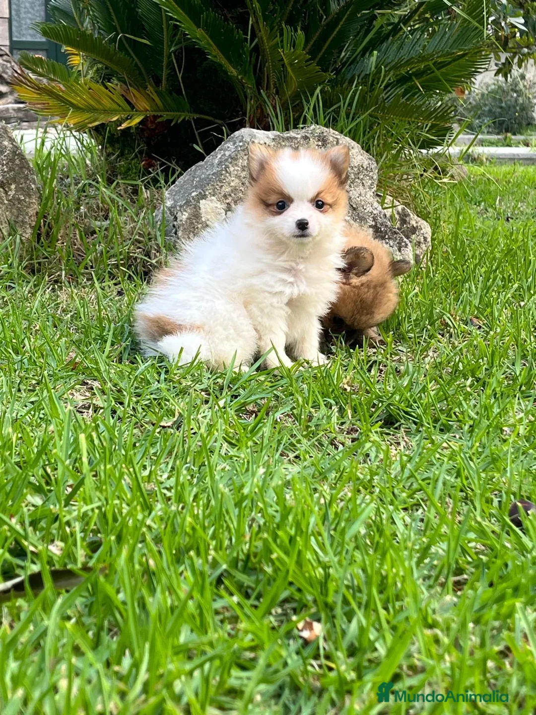 Spitz pequeño - Kleinspitz perros en venta: Pomerania kleinspitz 🐕 - Anuncio 2