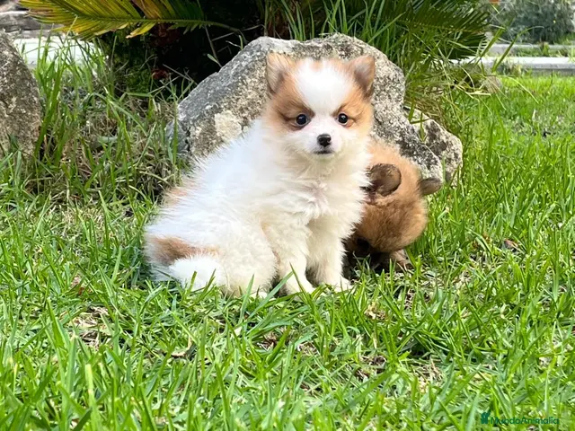 Spitz pequeño - Kleinspitz perros Pomerania kleinspitz 🐕 - Anuncio 2