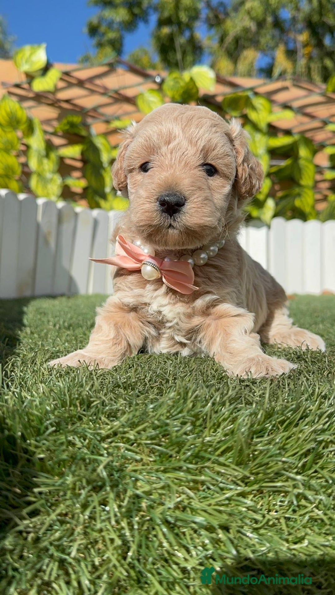 Maltipoo perros en venta: MALTIPOO HEMBRA - Imagen 3