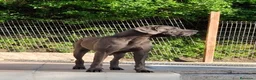 Dogo Alemán perros en venta: Cachorros azules Gran Danés - Anuncio 2