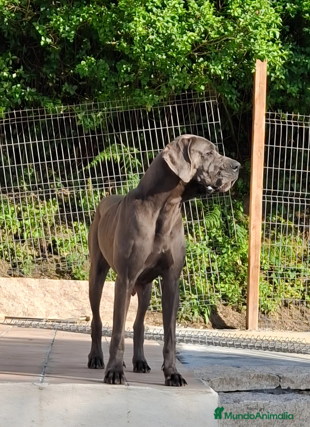 Dogo Alemán perros en venta: Cachorros azules Gran Danés - Anuncio 2
