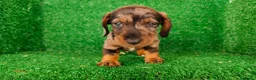 Teckel Miniatura perros en venta: Teckel miniatura  - Anuncio 6