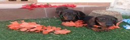 Teckel perros en venta: Preciosidad de Teckel.  en Cáceres - Anuncio 5