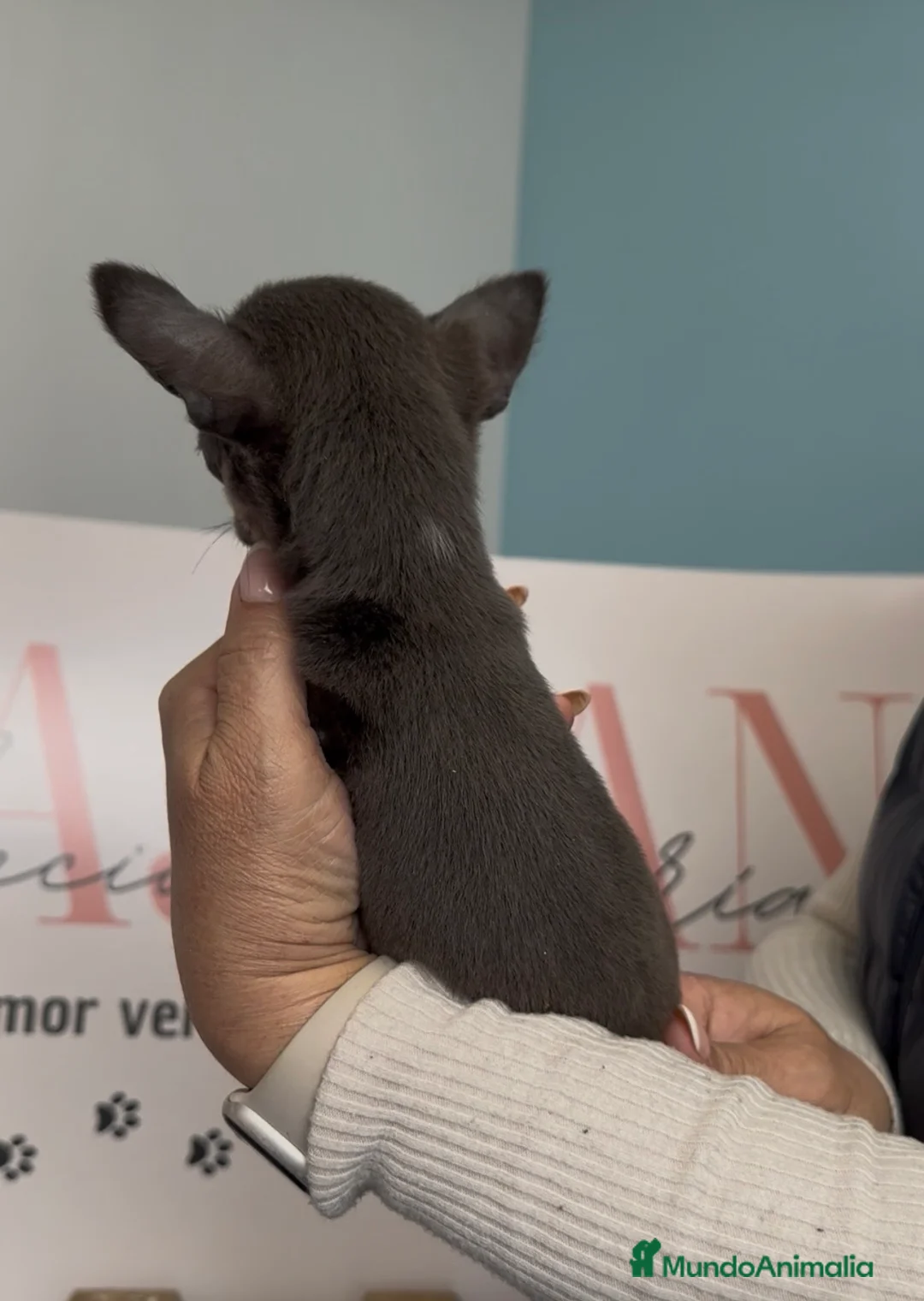 Chihuahua perros en venta: Espectacular súper mini chihuahua blue - Anuncio 2