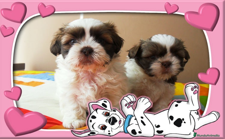 Shih Tzu perros - Propaganda 1