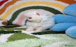 Pomerania perros en venta: Pomerania Blanco Puro - Imagen 10