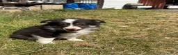 Border Collie perros en venta: Border collie  - Anuncio 4