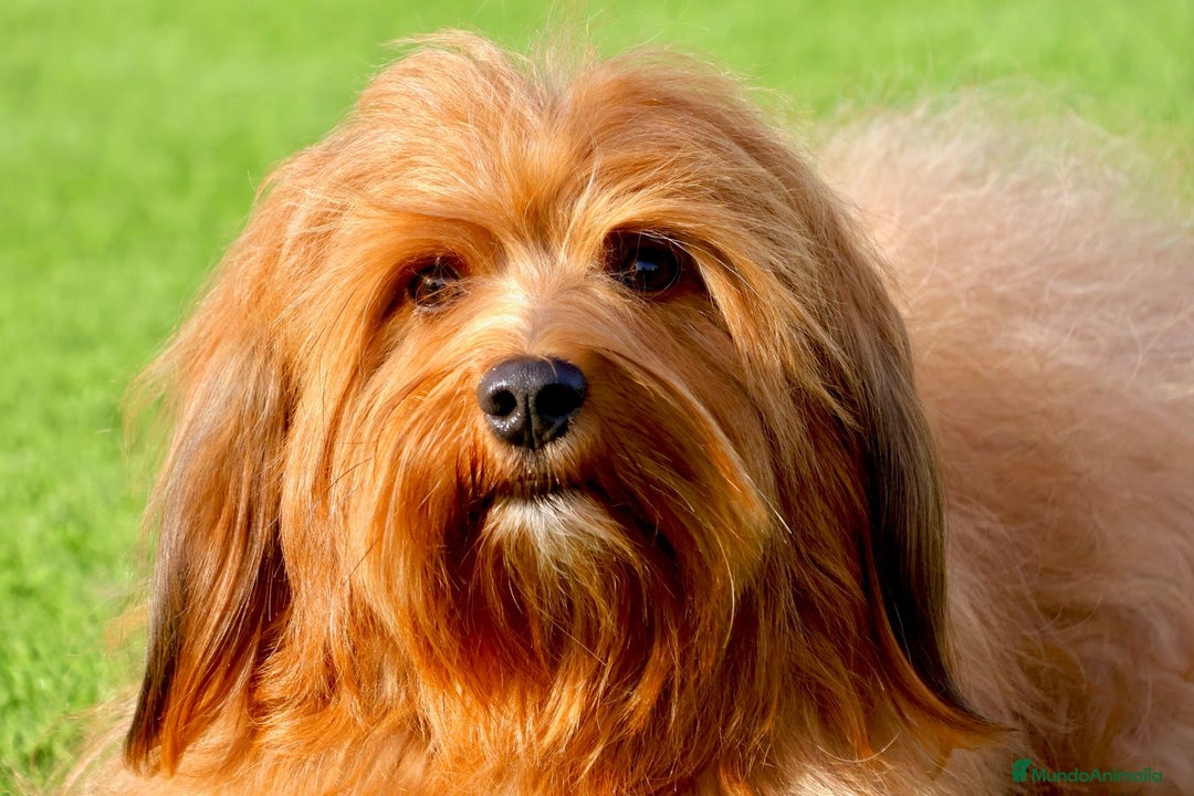 Bichón Habanero perros en venta: Camada de los Reyes Magos - Anuncio 4