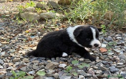 Border Collie perros en venta: 🐾 CACHORROS BORDER COLLIE DE ALTA CALIDAD 🐾 - Anuncio 3