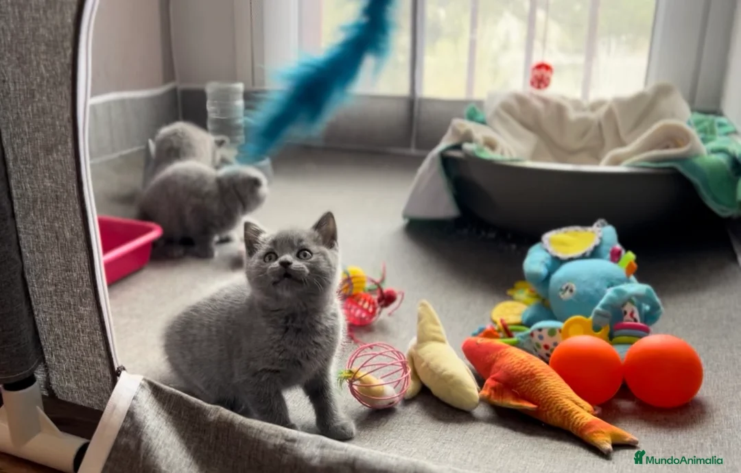 Británico de Pelo Corto gatos en venta: BRITISH SHORTHAIR Y SCOTTISH FOLD - Anuncio 1