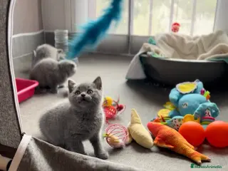 Británico de Pelo Corto gatos BRITISH SHORTHAIR Y SCOTTISH FOLD - Anuncio 1