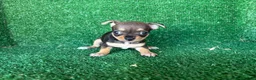 Chihuahua perros en venta: chihuahua - Anuncio 12