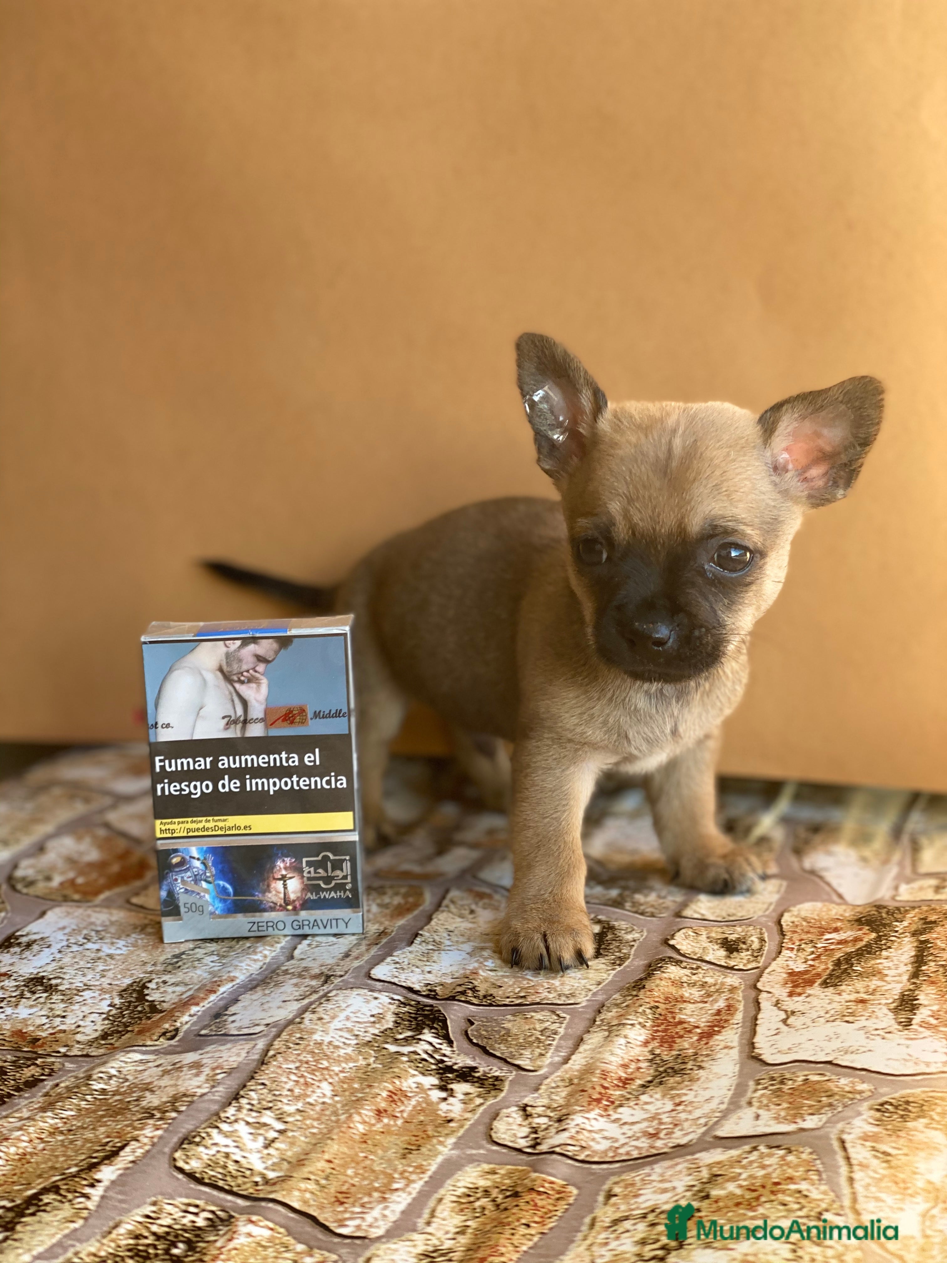 Chihuahua perros Chihuahuas línea mini !  - Anuncio 32