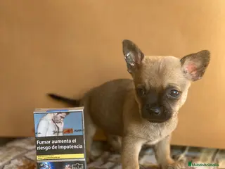 Chihuahua perros Chihuahuas línea mini ! - Anuncio 32