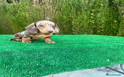 Teckel Miniatura perros en venta: teckel arlequin chocolate  - Imagen 9