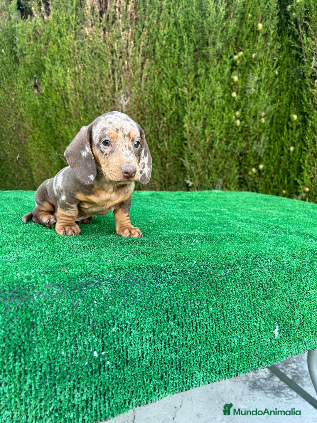 Teckel Miniatura perros en venta: teckel arlequin chocolate  - Imagen 9