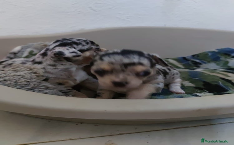 Chihuahua perros - Anuncio 1