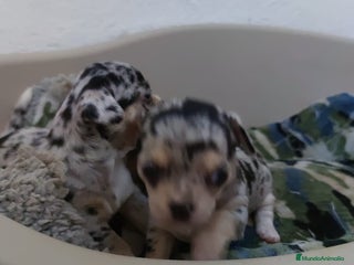 Chihuahua perros - Anuncio 37