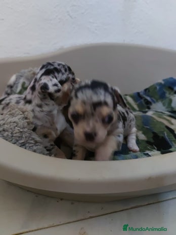 Chihuahua perros - Anuncio 5