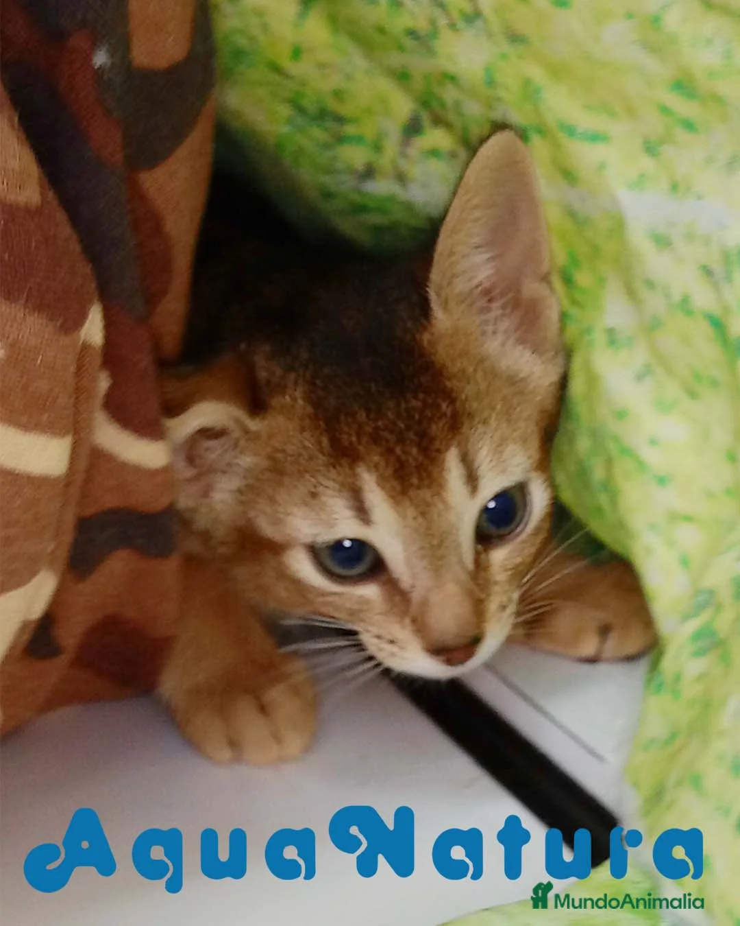 Abisinio gatos en venta: Abisinio Macho de Santa 4179 - AQUANATURA en Barcelona - Anuncio 4