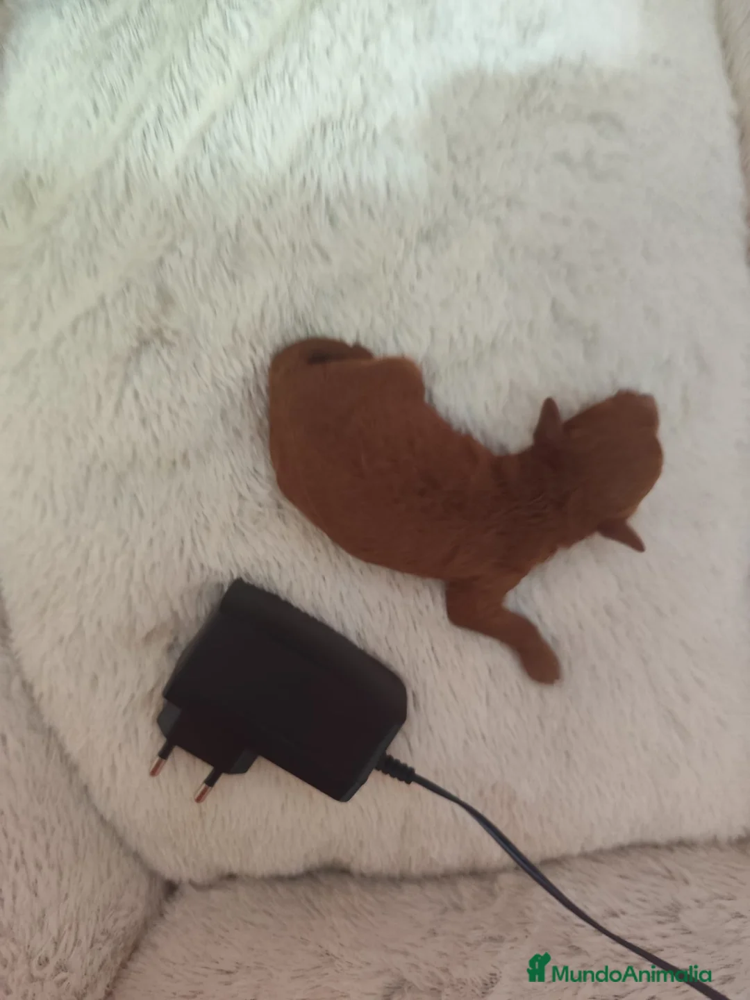 Caniche Toy perros en venta: Caniche tácita de te  - Anuncio 6