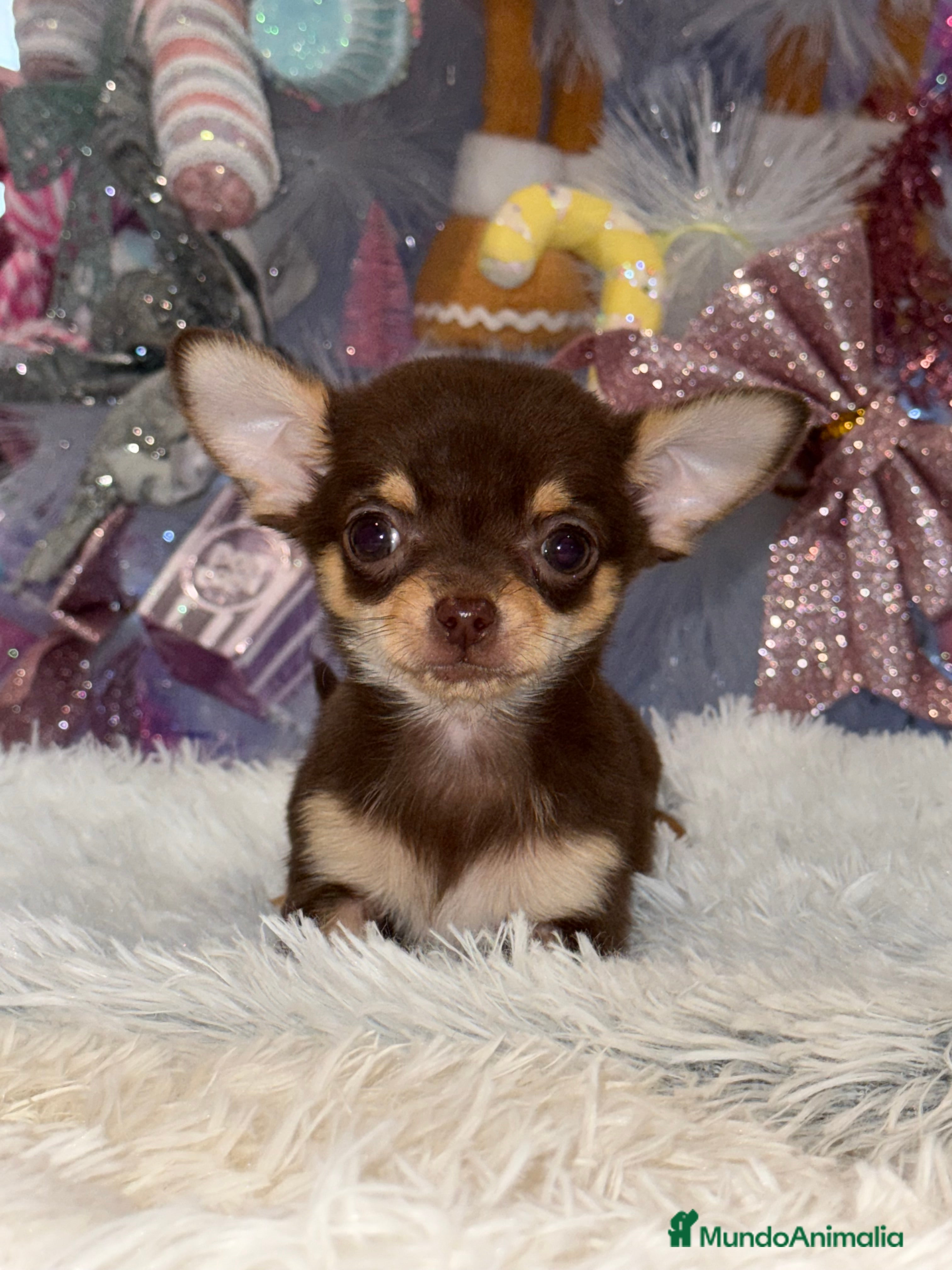 Chihuahua perros Chihuahua cabeza manzana toy macho - Anuncio 25