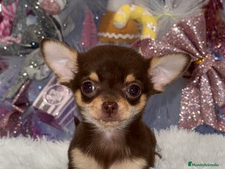 Chihuahua perros Chihuahua cabeza manzana toy macho - Anuncio 25