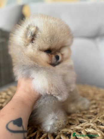Pomerania perros - Anuncio 14