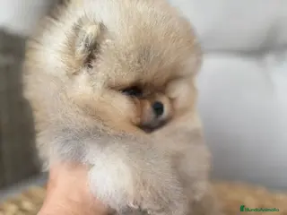 Pomerania perros POMERANIAS BEBES EXCLUSIVOS - Anuncio 29