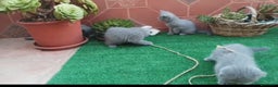 Británico de Pelo Corto gatos en venta: Camada gatito raza British Shorthair - Anuncio 1
