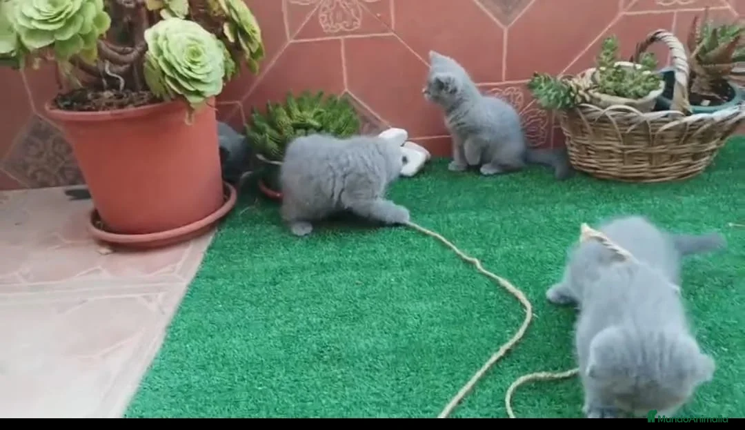Británico de Pelo Corto gatos en venta: Camada gatito raza British Shorthair - Anuncio 1