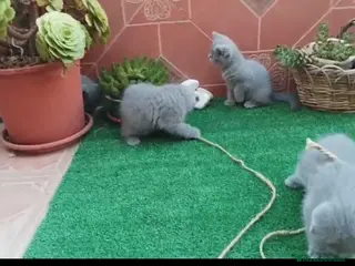 Británico de Pelo Corto gatos Camada gatito raza British Shorthair - Anuncio 5