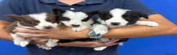 Border Collie perros en venta: Border collie 350€ PRECIO REAL cachorros Valencia - Anuncio 2