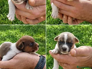 Jack Russell Terrier perros Jack Russell terrier - Anuncio 1