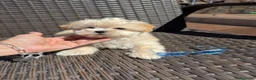 Maltipoo perros en venta: Maltipoo Macho Disponible!!! - Anuncio 3