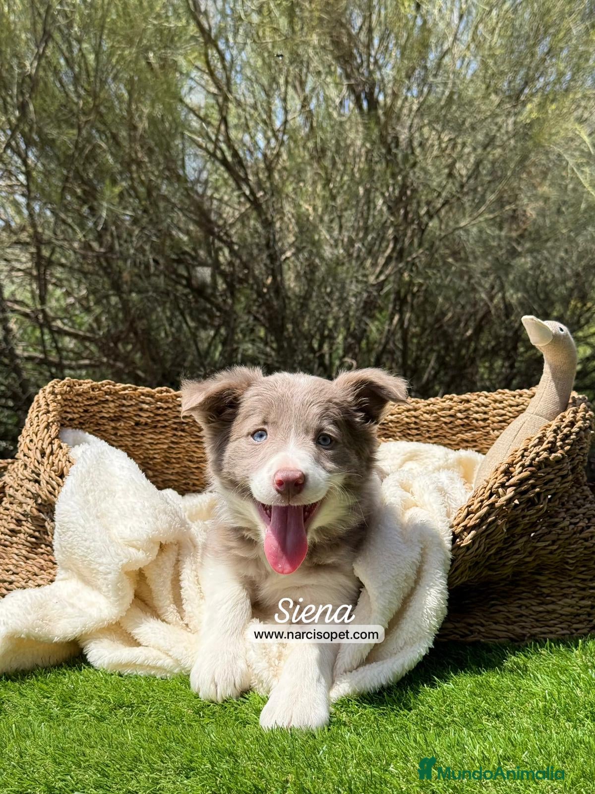 Border Collie perros BORDER COLLIE LILAC - Anuncio 22