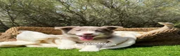Border Collie perros en venta: BORDER COLLIE LILAC - Anuncio 1