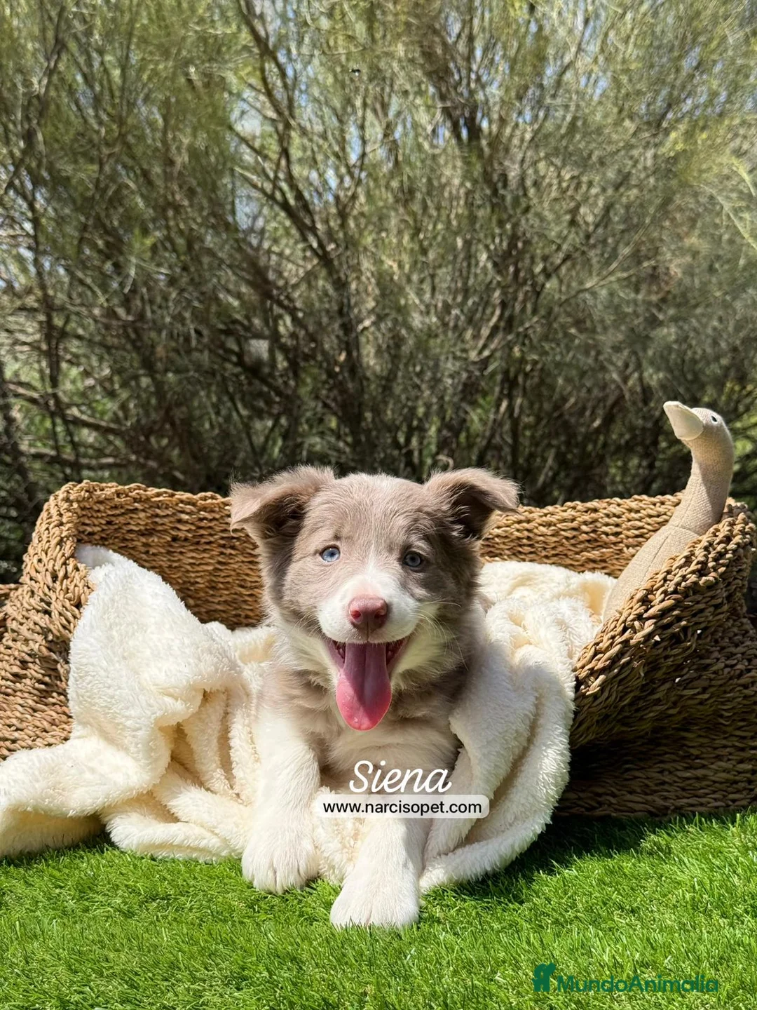 Border Collie perros en venta: BORDER COLLIE LILAC - Anuncio 1