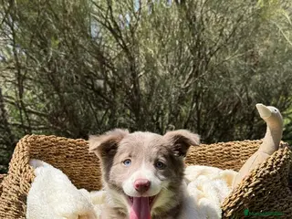 Border Collie perros BORDER COLLIE LILAC - Anuncio 22