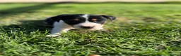 Jack Russell Terrier perros en venta: Disponible Machos de Jack Rusell - Anuncio 7