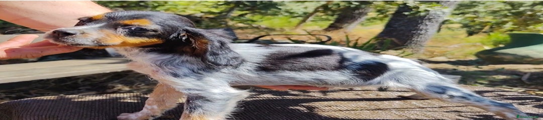 Épagneul Breton Cachorro 3