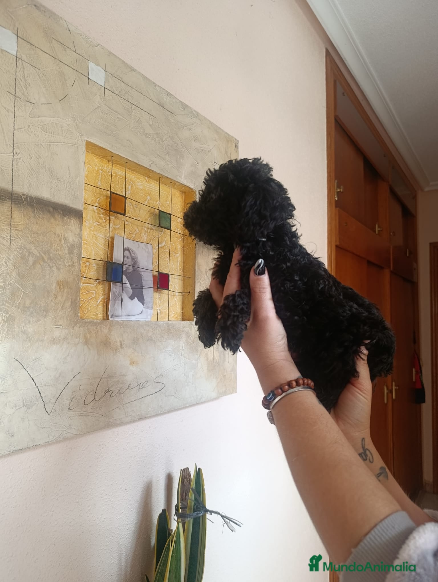 Caniche Toy perros CANICHES EXCLUSIVOS - Anuncio 1