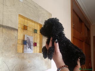 Caniche Toy perros CANICHES EXCLUSIVOS - Anuncio 39