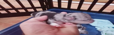 Chihuahua 5