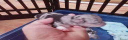 Chihuahua perros en venta: Camada Kiwi chihuahua  - Anuncio 10
