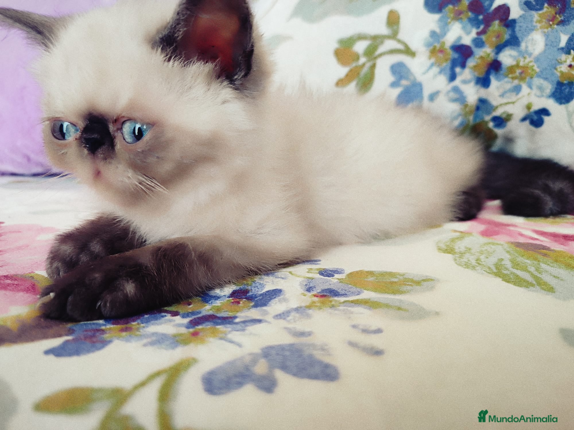 Himalayo gatos Increible macho Himalayo en Madrid - Anuncio 2